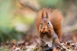 A brown eurasian red squirrel (Sciurus vulgaris) eating a nut among autumn leaves, Hesse, Germany,