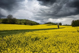 Approaching thunderstorm and rape field in bloom, near Salem, Lake Constance, Baden-Wuerttemberg,