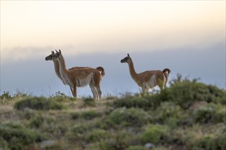 Guanaco (Llama guanicoe), Huanako, group in the evening light, Torres del Paine National Park,