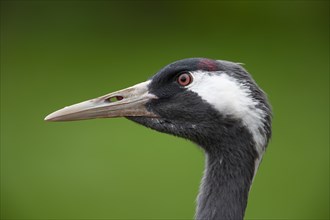 Common or Eurasian crane (Grus grus) adult bird head portrait, England, United Kingdom, Europe