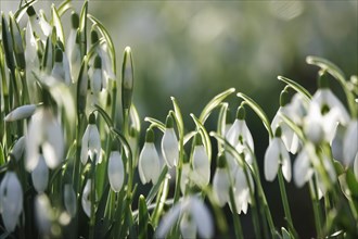 Snowdrop (Galanthus), February, Germany, Europe
