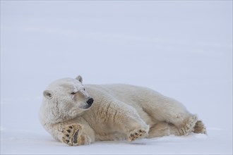 Polar bear (Ursus maritimus), lying in the snow, funny, Kaktovik, Arctic National Wildlife Refuge,