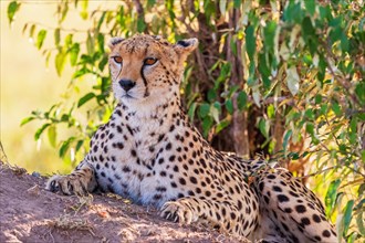 Female Cheetah (Acinonyx jubatus) resting in the shade on a mound at the savanna in africa, Maasai