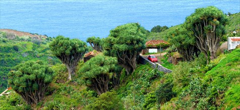 La Tosca Dragon Trees (Dracaena Draco) La Palma, Canary Islands, Spain, Europe