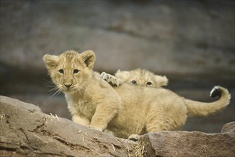 Asiatic lion (Panthera leo persica) cub standing on a rock, captive