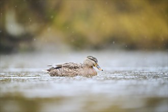 Wild duck (Anas platyrhynchos) female swimming on a lake, Bavaria, Germany, Europe