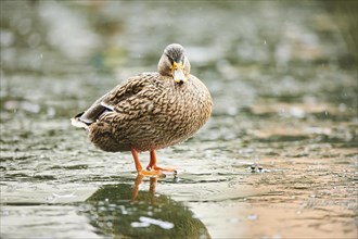 Wild duck (Anas platyrhynchos) female standing on the ice of a frozen lake, Bavaria, Germany,
