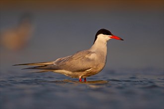 Common Tern (Sterna hirundo), Danube Delta Biosphere Reserve, Romania, Europe