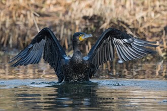 A great cormorant (Phalacrocorax carbo) with spread wings drying its feathers, frontal view, Hesse,