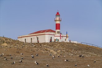 Seagulls in front of the lighthouse in the Penguin National Park on Magdalena Island, Magellanes,