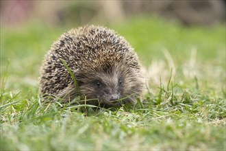 European hedgehog (Erinaceus europaeus) adult animal walking on a garden lawn, Suffolk, England,