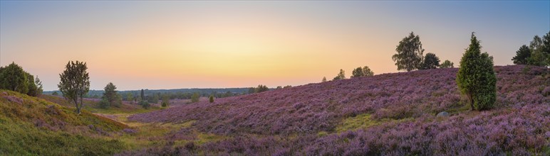 View of the landscape of the Lueneburg Heath, sunset, panorama, landscape format, evening light,