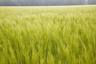 Field of green young barley crop in Shottisham, Suffolk, England, United Kingdom, Europe