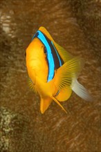 Orange-fin clownfish (Amphiprion chrysopterus) Blue-banded anemonefish looking directly at the