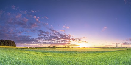 View over green grain fields at sunset, evening light, panorama, landscape format, evening light,