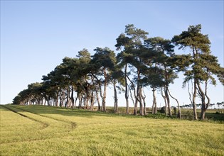 A line of Scots pine trees marking an field boundary in the countryside, Shottisham, Suffolk,