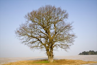 Single leafless oak tree in winter against blue sky, Wantisden, Suffolk, England, United Kingdom,