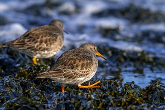 Two purple sandpipers (Calidris maritima) in non-breeding plumage foraging on rocky shore covered