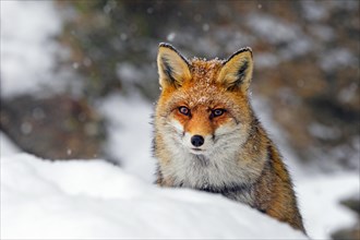 Red fox (Vulpes vulpes) close-up portrait in the snow in winter during snowfall