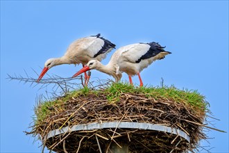 White stork (Ciconia ciconia) male and female reinforcing old nest from previous spring with twigs