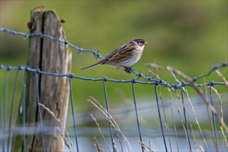 Common reed bunting (Emberiza schoeniclus) female perched on barbwire, barbed wire fence along