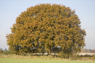 Round shaped Quercus robur deciduous oak tree with autumn leaf colour, Sutton, Suffolk, England,