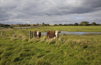 Hereford cattle calves grazing in wetland marshland Boyton Marshes, Suffolk, England, United
