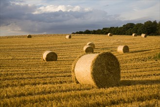 Straw bales in harvested field, Shottisham, Suffolk, England, United Kingdom, Europe