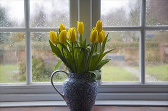 Vase of yellow tulips by window on wet day