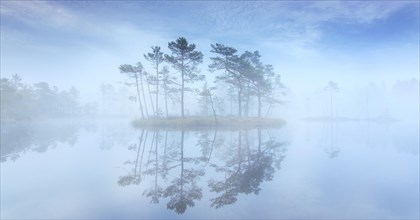 Small island with Scots pine trees in morning mist reflected in pond at Knuthoejdsmossen, nature