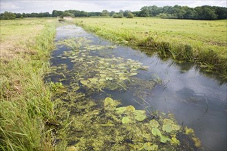 Drainage channel ditch in marshland at Geldeston marshes, Suffolk, England, United Kingdom, Europe