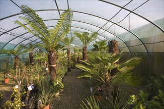 The Exotic Garden Company specialises in plants for a changing climate, Aldeburgh, Suffolk,