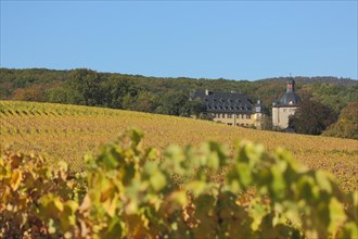 Schloss Vollrads with golden vineyards and autumn atmosphere, vine, vine, depth of field, blur,