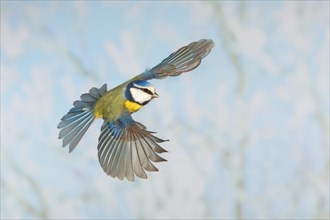 Blue tit (Parus caeruleus), in flight, high speed flight recording, winter, animals, birds,