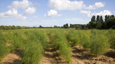 Asparagus crop growing in a field, Hollesley, Suffolk England