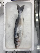 Display of fish caught whole fish temperate basses (Moronidae) Loup de Mer Branzino Spinola on ice
