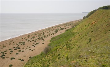 Sea kale growing on vegetated shingle beach at Bawdsey, Suffolk, England, United Kingdom, Europe