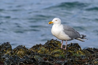 European herring gull (Larus argentatus) adult seagull resting on rocky shore covered in seaweed at