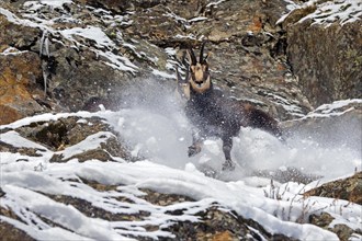 Two chamois (Rupicapra rupicapra) males fighting in rock face in winter during the rut in the