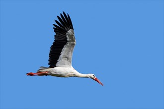 White stork (Ciconia ciconia) flying against blue sky during migration