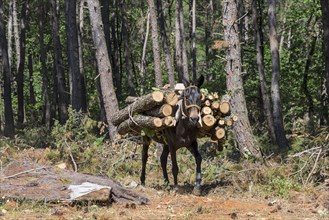 A mule loaded with freshly cut logs in a forest, near Soufli, Eastern Macedonia and Thrace, Greece,