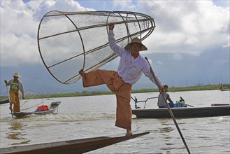 Intha fisherman, local man fishing with traditional conical fishing net, Inle Lake, Burma, Myanmar,