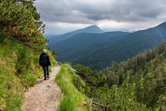 A hiker explores a mountain path surrounded by dense forests under a cloudy sky, Herzogstand,