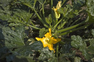 Close up of yellow flower of courgette or zucchini plant