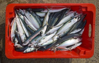Close up of freshly caught mackerel fish in red box viewed from above, Cornwall, England, United