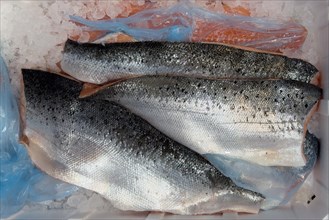 Atlantic salmon (Salmo salar) on ice in refrigerated counter Fish counter from fishmonger Fish