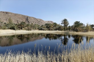 An oasis in the middle of Iran's central desert, Gameh, 12.03.2019