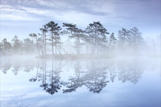 Bog with Scots pine trees in morning mist reflected in pond at Knuthoejdsmossen, nature reserve