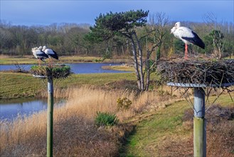 View over the Zwin Nature Park, bird sanctuary at Knokke-Heist and white storks returning to nests