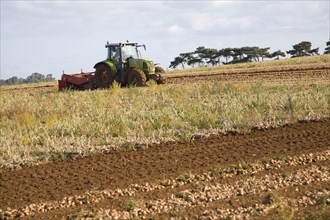 Tractor harvesting onion crop, Alderton, Suffolk, England, United Kingdom, Europe